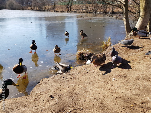 ducks on lake
