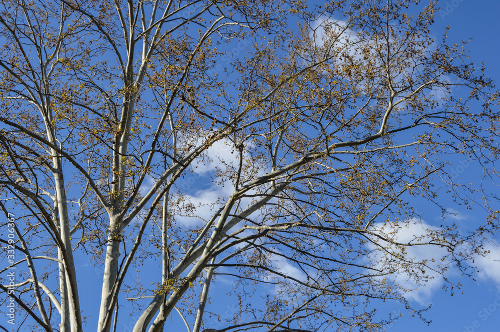 background with bare branches over sky with clouds background with bare branches over sky with clouds