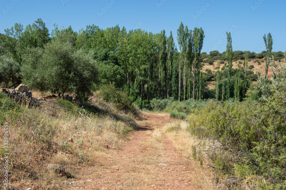 rural road and trees in the background in a place of Albacete rural road and trees in the background in a place of Albacete