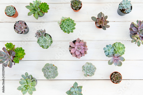 overhead shot of many a succulents flower plant in pot on white wooden table , gardening minimal concept photo