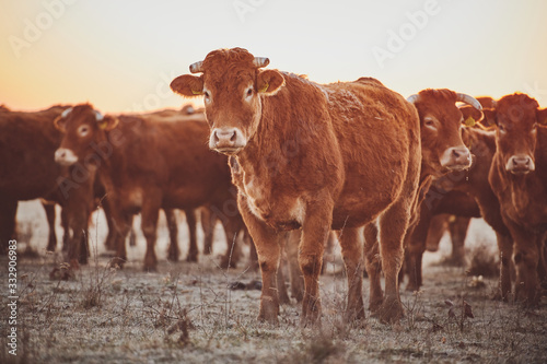 Fotografi Herd of young Limousin beef cattle being run on for beef