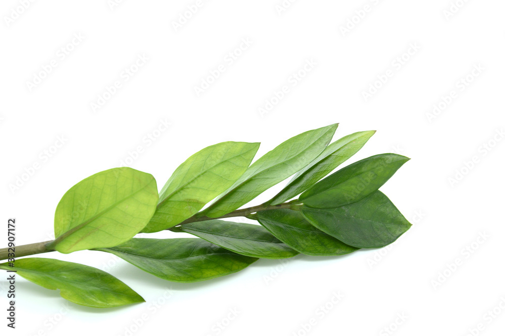 Obraz premium Green branch. The concept of natural ingredients in cosmetology for gentle skin care.