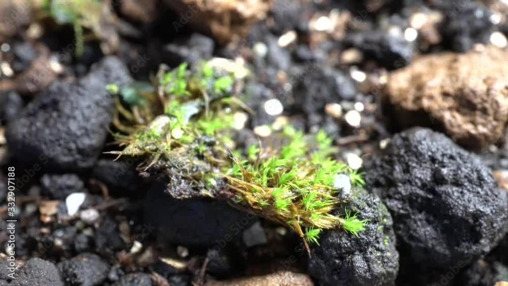 Moss moisturizing time-lapse movie Moss moisturizing time-lapse movie