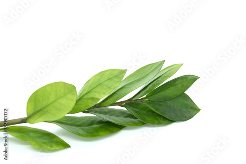 Green branch. The concept of natural ingredients in cosmetology for gentle skin care. © Alena