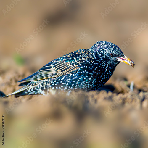 Starling on a field in spring season