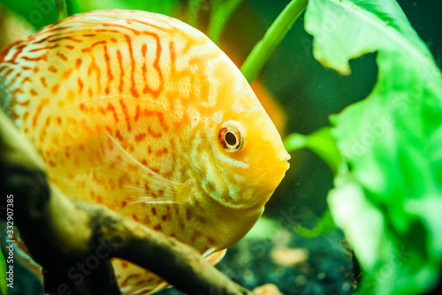 Colorful fish from the spieces Symphysodon discus in aquarium. Selective focus.