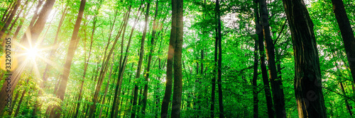 a spring forest trees. nature green wood sunlight backgrounds. © vovan