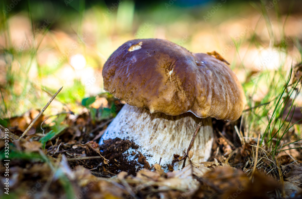 Fused porcini mushrooms in the coniferous forest on a sunny day. Fused porcini mushrooms in the coniferous forest on a sunny day.