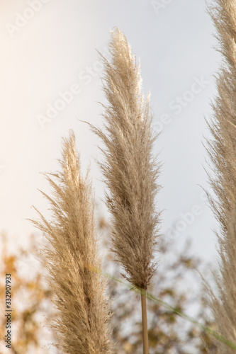 Canvas-taulu Cortaderia selloana, commonly known as pampas grass, on display