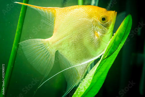 Gold Pterophyllum Scalare in aqarium water, yellow angelfish guarding eggs. Roe on the leaf photo