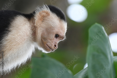 Close-up of White-faced Capuchin