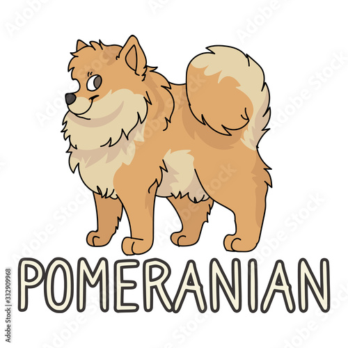 Cute cartoon pomeranian dog breed with text word print vector clipart. Pedigree kennel doggie breed for dog lovers. Purebred dog for pet partlor illustration. Isolated spitz hound. EPS 10.