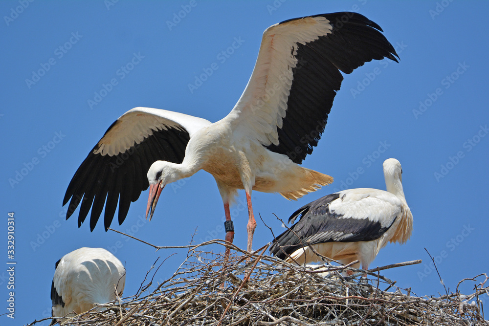Fotografie Flugübungen vom Jungstorch