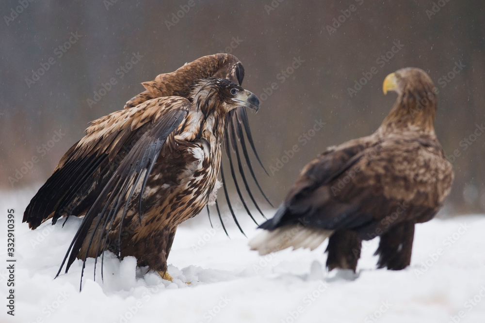White - tailed eagles (Haliaeetus albicilla) young and adult. White - tailed eagles (Haliaeetus albicilla) young and adult.