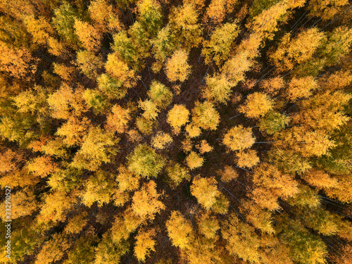 Aerial view of Birch forest with yellow foliage in Autumn. Looking straight down with a satellite image style. Autumn landscape.