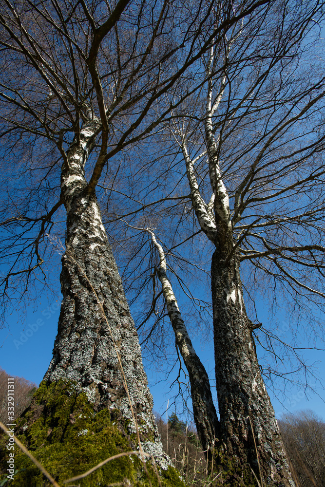 Fototapeta premium hoch emporragende Birkenbäume vor blauem Himmel in der Frühlingssonne, Symbol für Jugend und Frühling