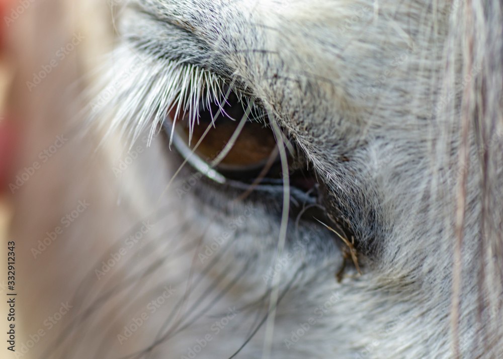eye of the white horse close up