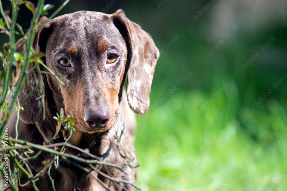 portrait of dog, sausage dog