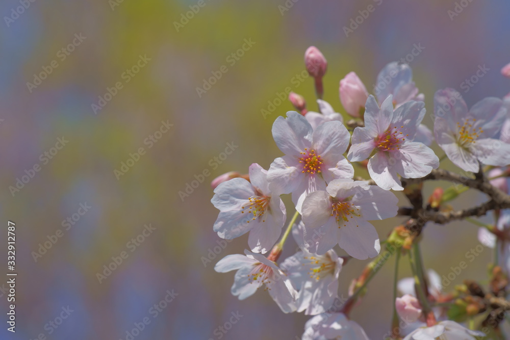 春を彩る桜の花が咲く