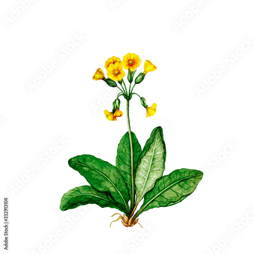 Watercolor illustration of cowslip plant