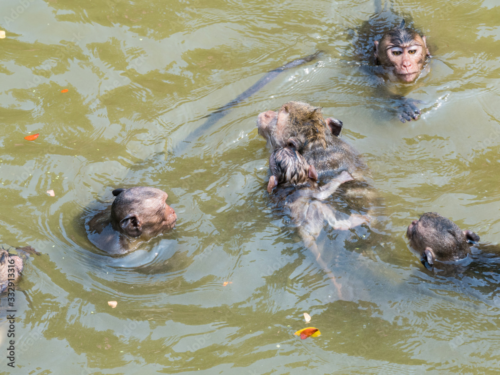 Fototapeta premium Indian Macaque (Macaca leonina). A group of macaques and their cubs are playing in the water in the area of Angor Wat Temple, Cambodia.