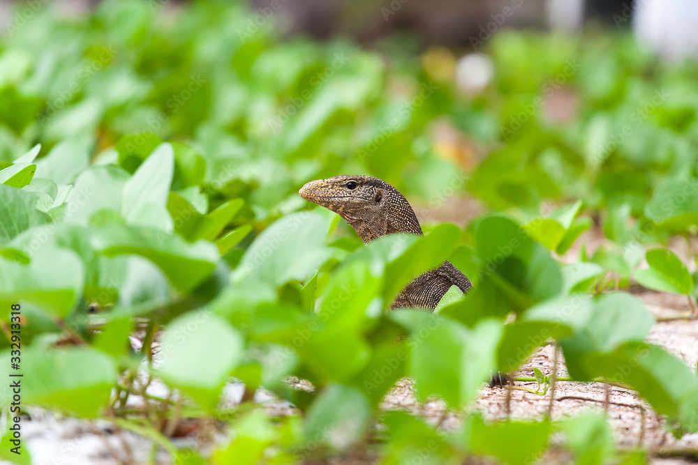 Monitor Lizard at Pulau Tioman