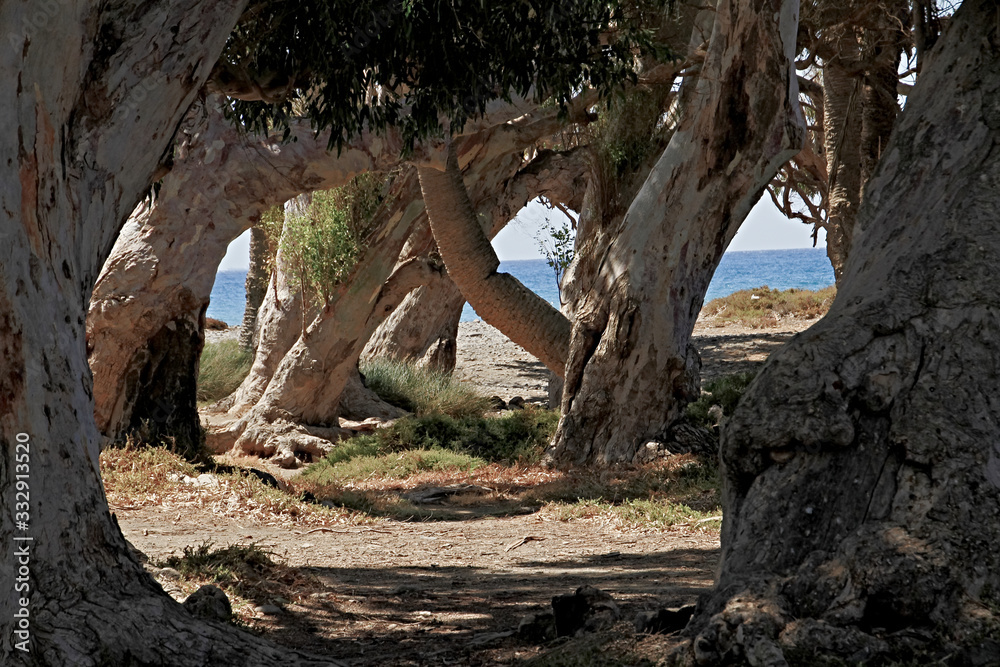 Bäume, tree, gran Canaria, Meer, Nationalpark, Schatten, Idylle, Sonnenschein, Urlaub, tourismus, Touristik, Kanarische Inseln, Freizeit Bäume, tree, gran Canaria, Meer, Nationalpark, Schatten, Idylle, Sonnenschein, Urlaub, tourismus, Touristik, Kanarische Inseln, Freizeit