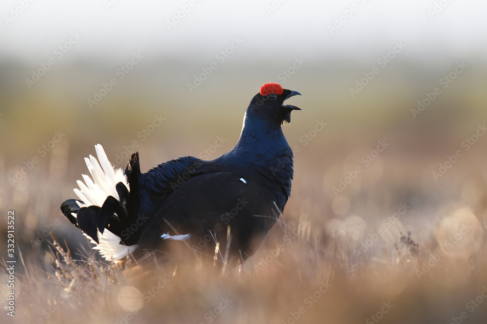 Black grouse shouting on a bog landscape early in spring Black grouse shouting on a bog landscape early in spring