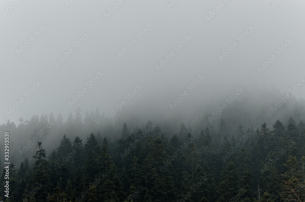 Mist in the dark wood