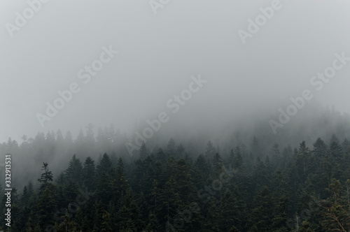Mist in the dark wood