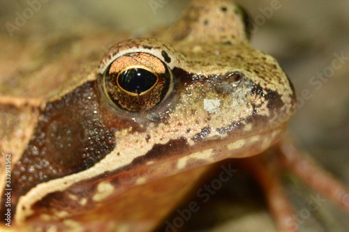Brown frog with eye closeup