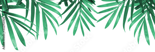 green leaves on a white background  eco design  natural green framing