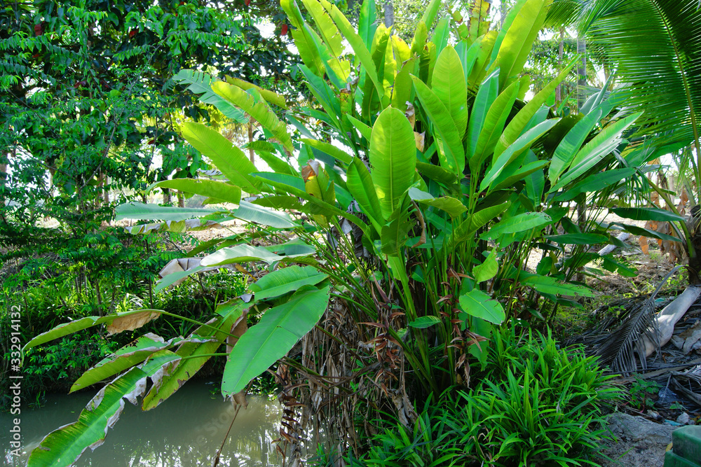 Obraz premium Green plant on nature garden outdoor