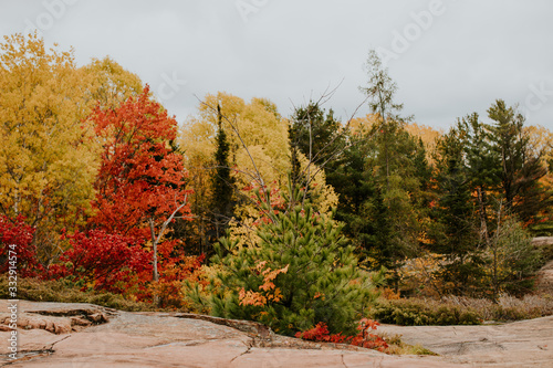 Paysage d'automne et arbres colorés au Canada