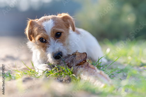 Εκτύπωση καμβά Portrait of a jack russell terrier dog eating meat in a spring garden full of sunshine