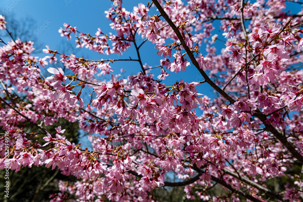樹木公園で満開期をむかえたおかめ桜 樹木公園で満開期をむかえたおかめ桜