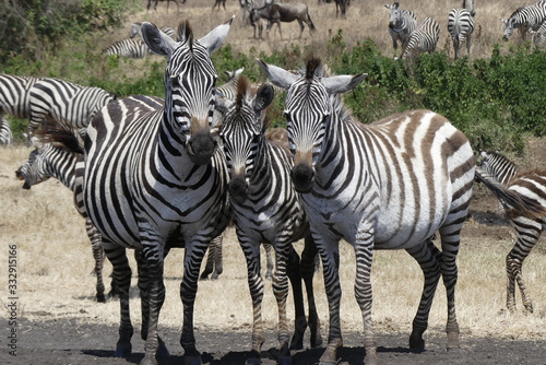 three wild zebras in tanzania