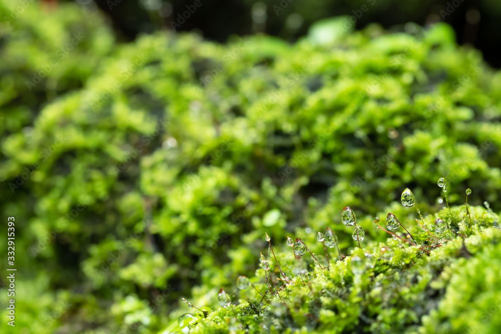 Beautiful Bright Green moss grown up and Drop of water cover the rough stones and on the floor in the forest. Show with macro view. Rocks full of the moss texture in nature for wallpaper. Beautiful Bright Green moss grown up and Drop of water cover the rough stones and on the floor in the forest. Show with macro view. Rocks full of the moss texture in nature for wallpaper.