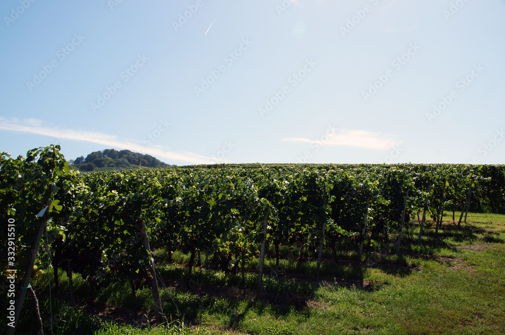Fototapeta premium Weinberge Blauer Himmel