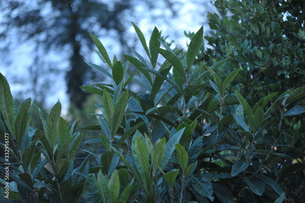 Naklejka premium eryobotria japonica