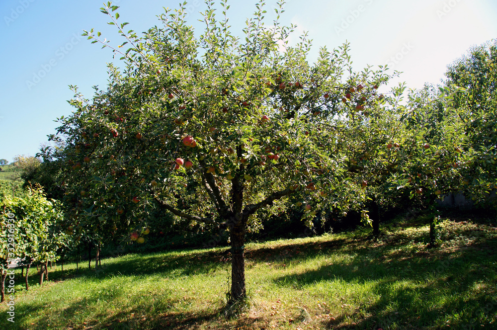 Apfelbaum im sommer 