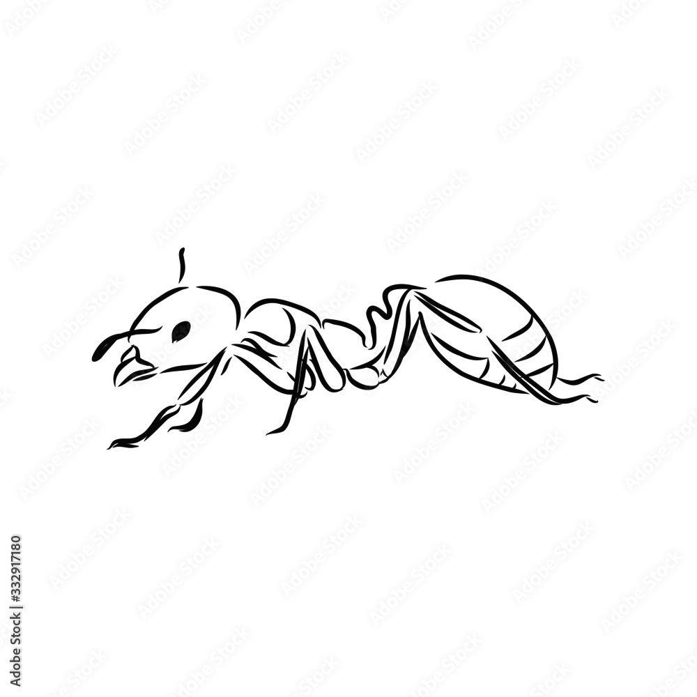 Fototapeta premium Ant sketch 