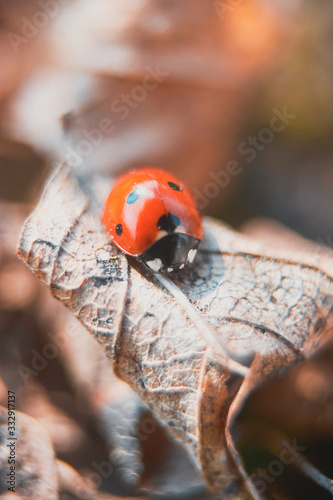 ladybug sitting on a dry leaf
