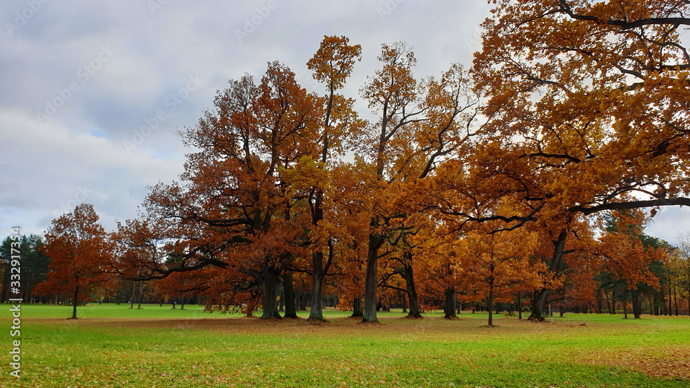 Naklejka premium Russian golden autumn. Country landscape parks of St. Petersburg. 2019.