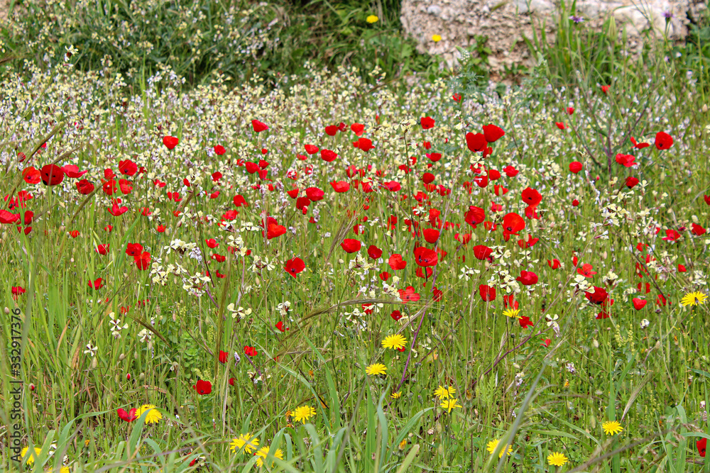 Colorful wildflowers on the summer field 