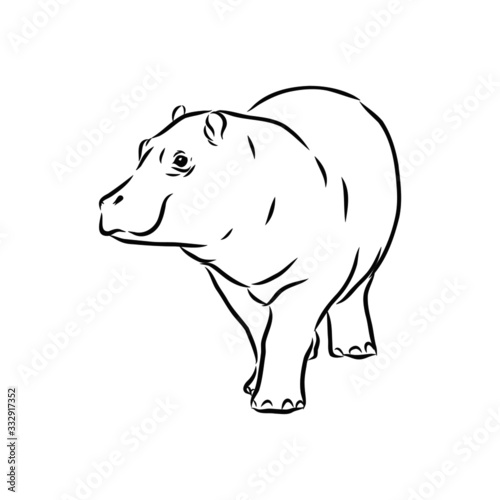 Hippopotamus, hippo, vector sketch illustration 