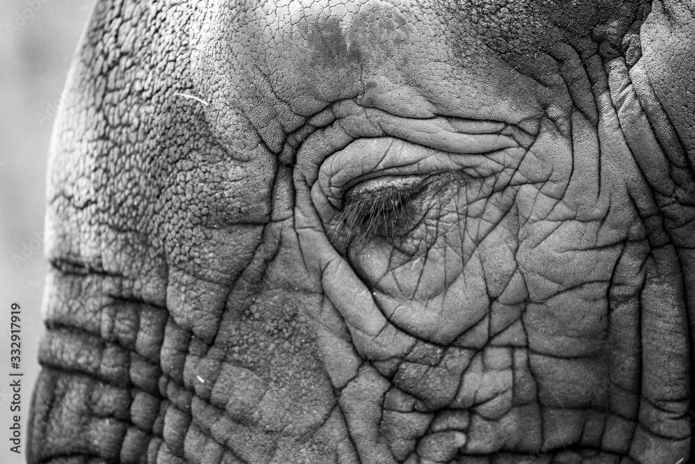 Fototapeta premium closeup of an elephant