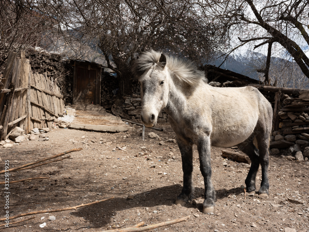 Fototapeta premium Tibetan pony 