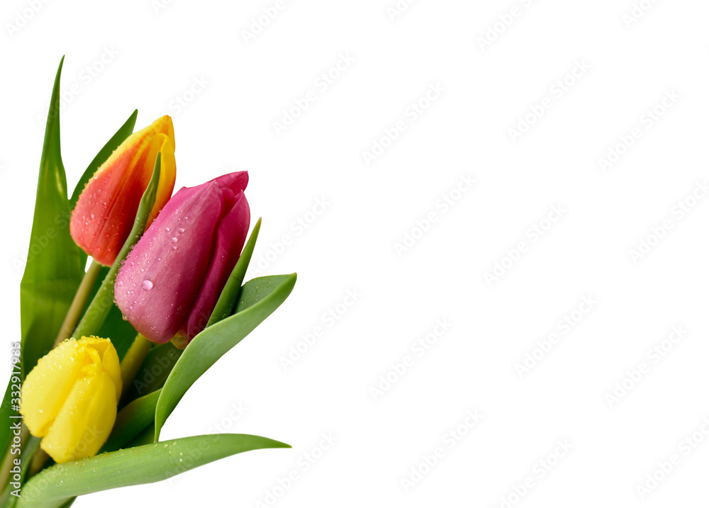 Colorful tulips on a white background stock images. Bouquet of colorful tulips isolated on a white background. Spring background with multi colored tulips stock images. Spring background frame Colorful tulips on a white background stock images. Bouquet of colorful tulips isolated on a white background. Spring background with multi colored tulips stock images. Spring background frame