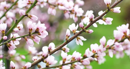 Blossoming peach tree branches. Spring peach garden. 4k.